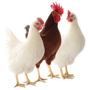 Poultry